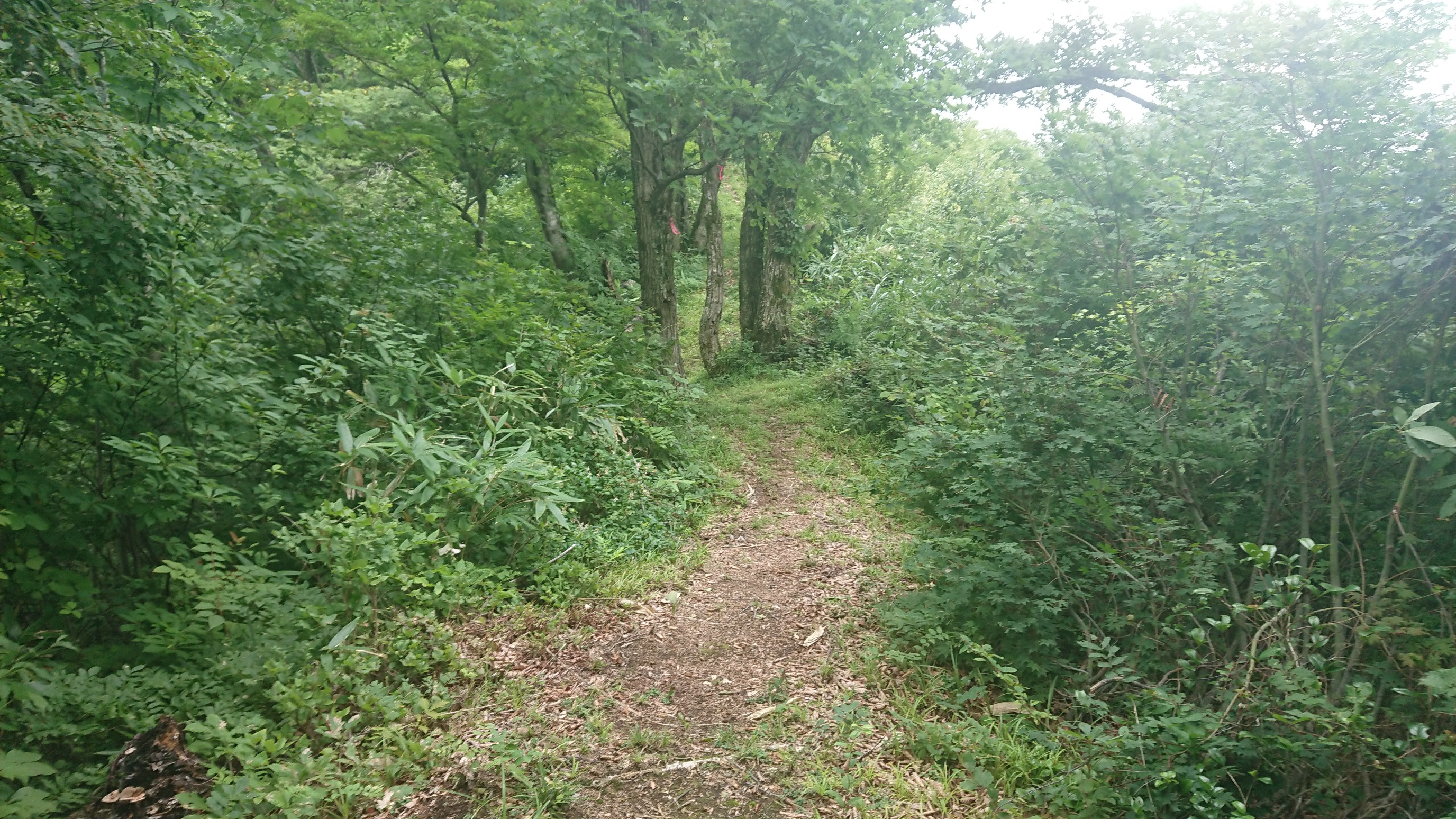 21 08 18 トレラン 魚沼アルプス 大力山 黒ハゲの頭 鳴倉山 たこしさんのトレイルランニングの活動データ Yamap ヤマップ