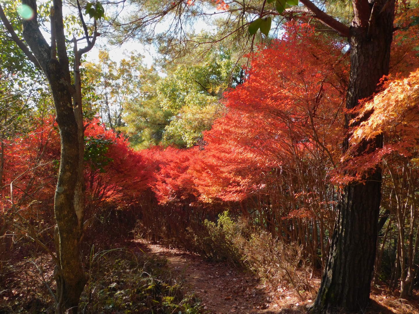 紅葉のトンネル 岩石山に登る きみさんの岩石山 岩石城 の活動データ Yamap ヤマップ