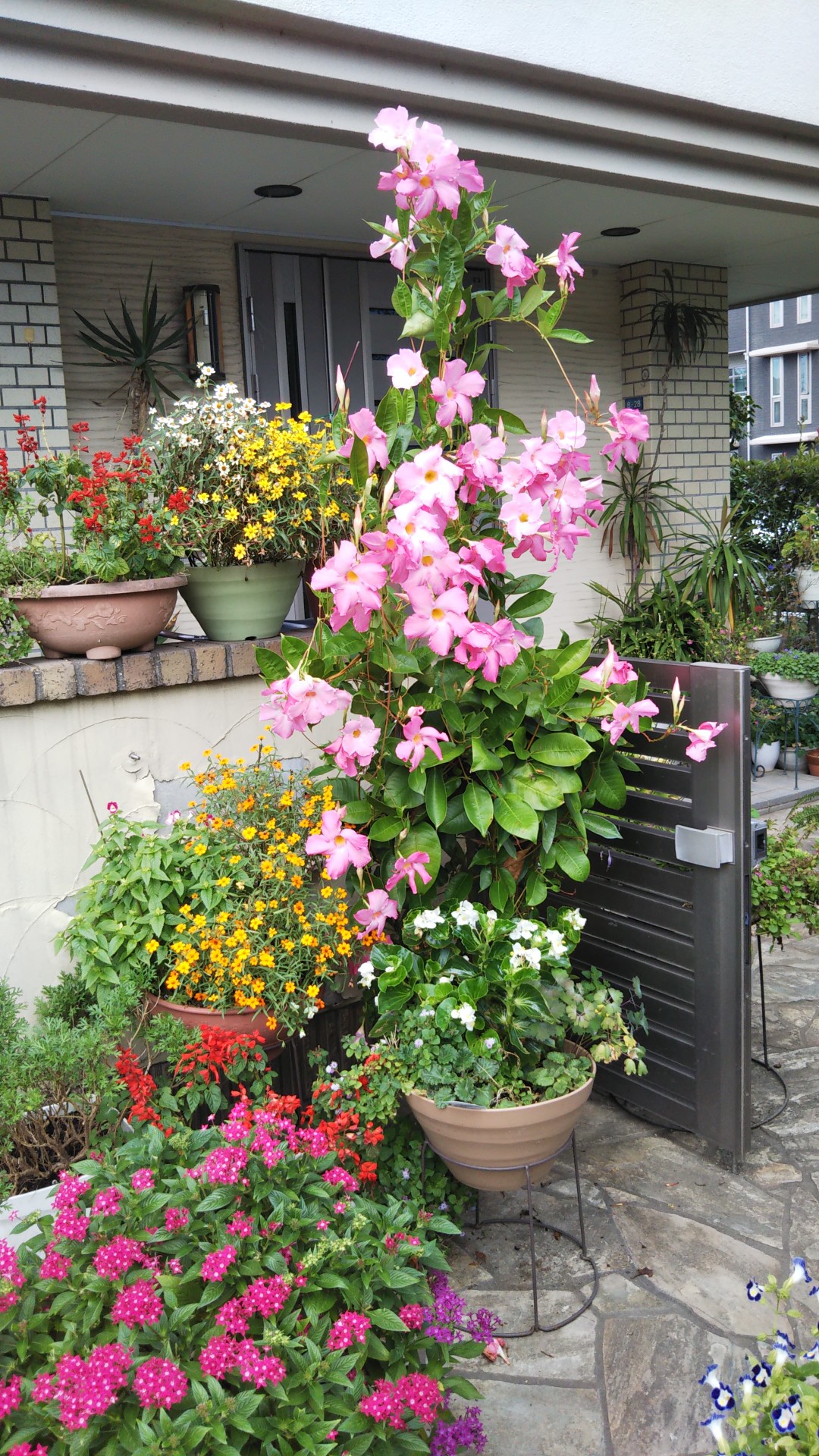 サンパラソルジャイアントが まっ盛りです せっちゃんさんのモーメント Yamap ヤマップ