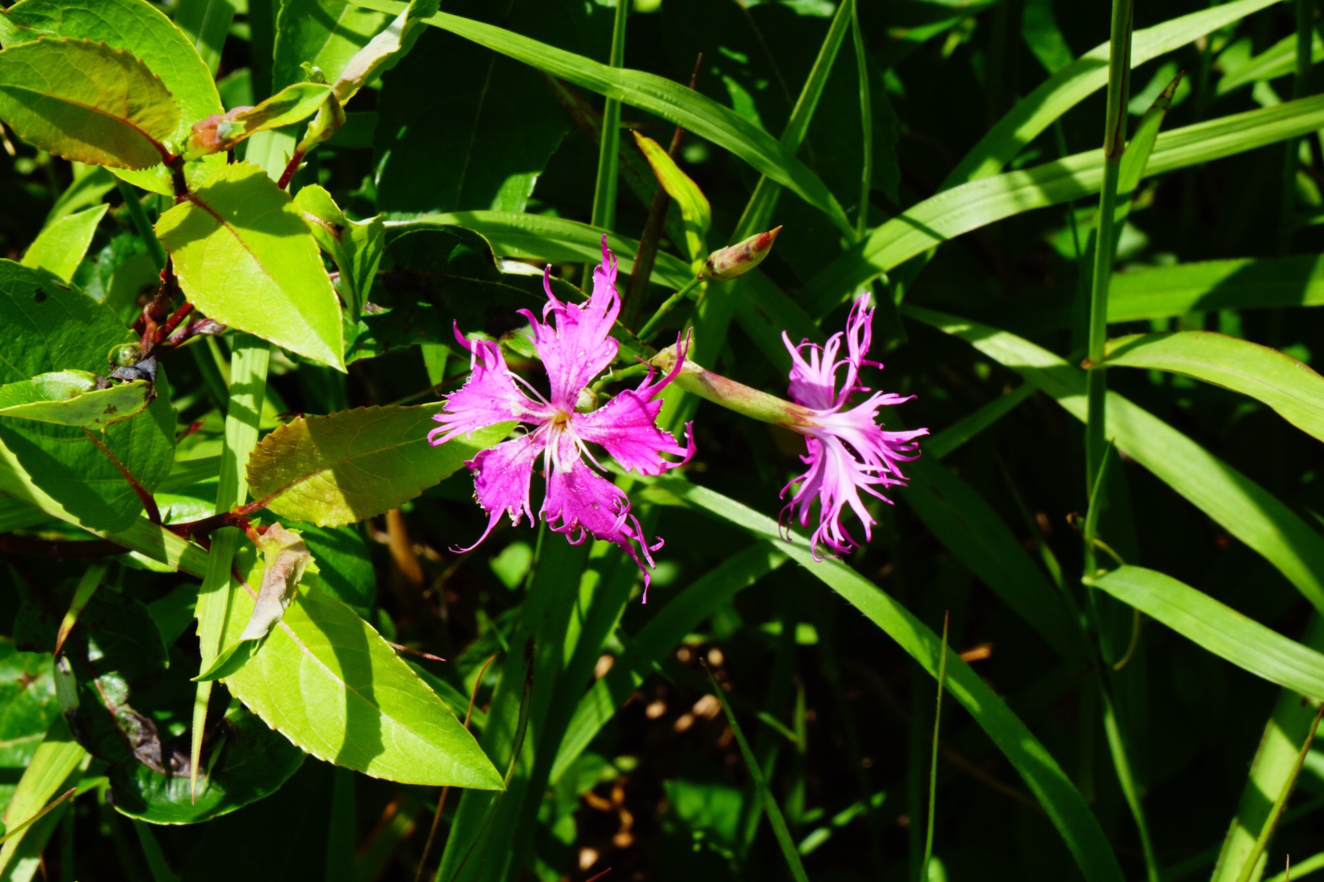 本当にあった怖い話し 19夏編 天狗の森ハーフ周回 ソーヤさんの天狗ノ森 天狗高原 黒滝山の活動日記 Yamap ヤマップ