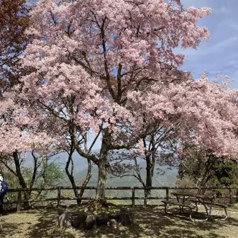 京福電鉄
ケーブル駅頂上の桜🌸