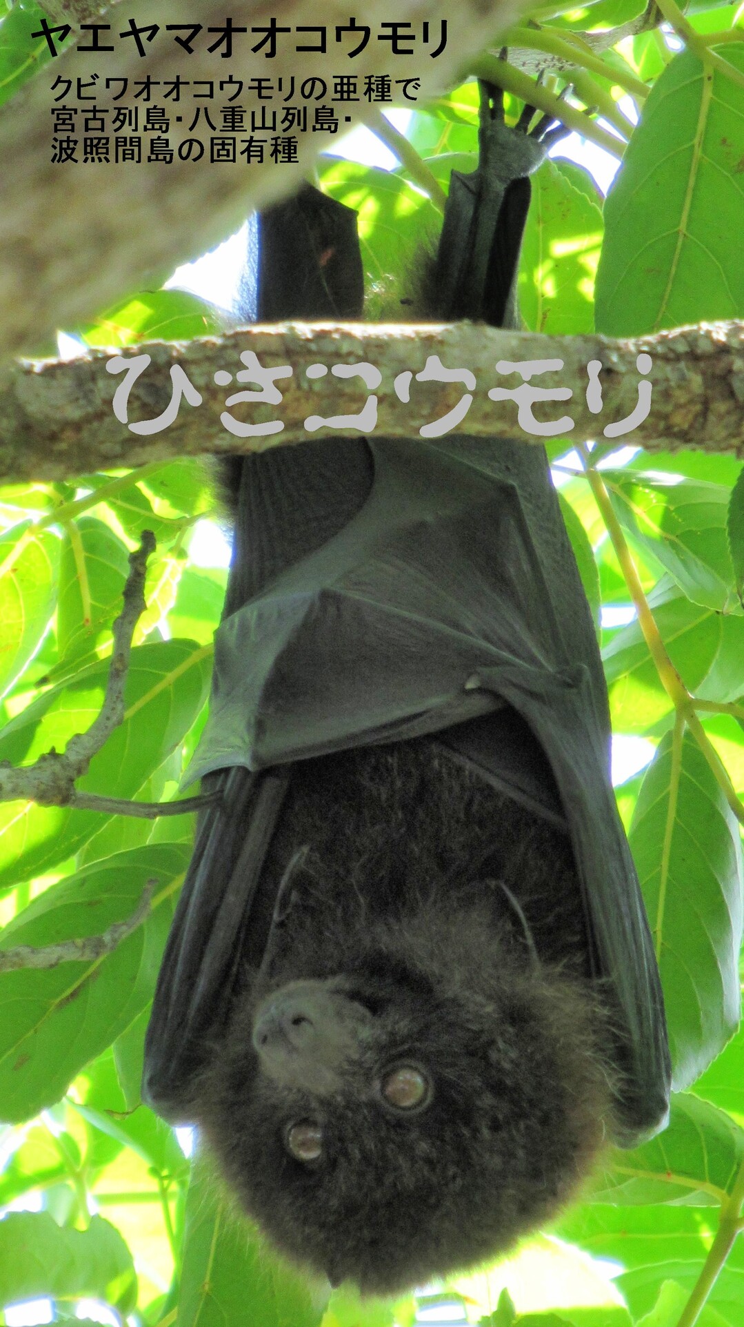 ひさコウモリのページ Yamap ヤマップ