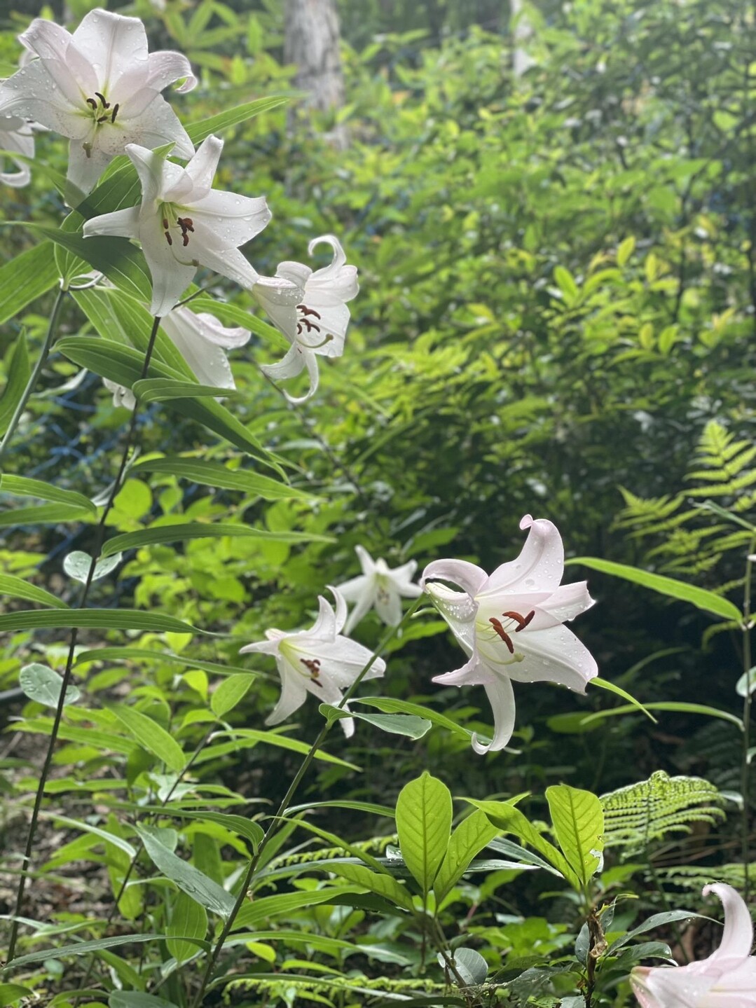 暑い☀️ササユリandコアジサイ 東ヶ谷山 / ちょつこさんの東ヶ谷山・山門水源の森の活動データ | YAMAP / ヤマップ
