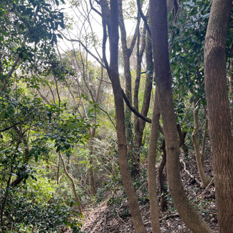 飯塚市 山腹のようす。