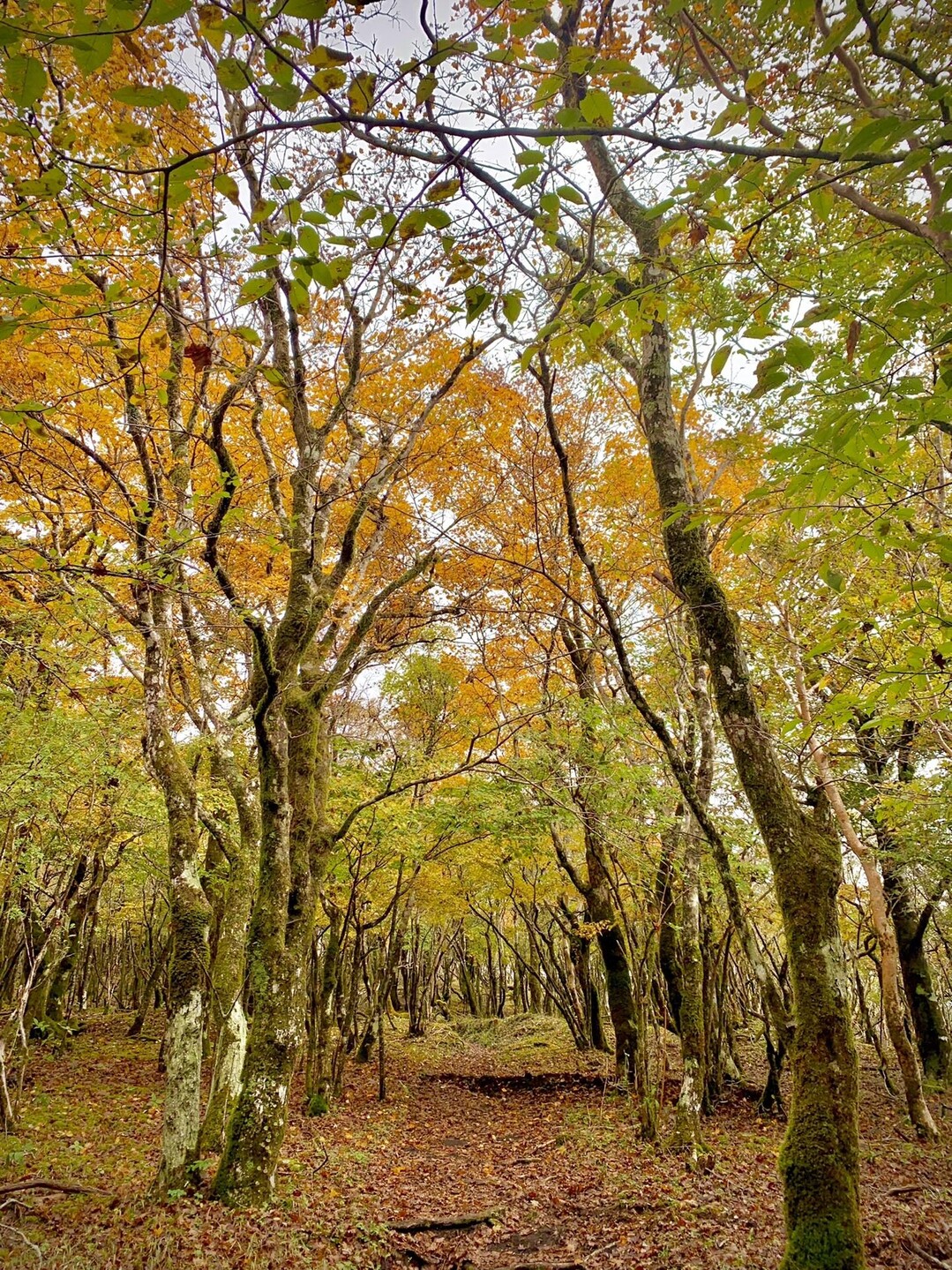 三国山トレイル（三国山・楢木山・大洞山・畑尾山）-2022-10-16 / yu-nozukiさんの三国山の活動データ | YAMAP / ヤマップ