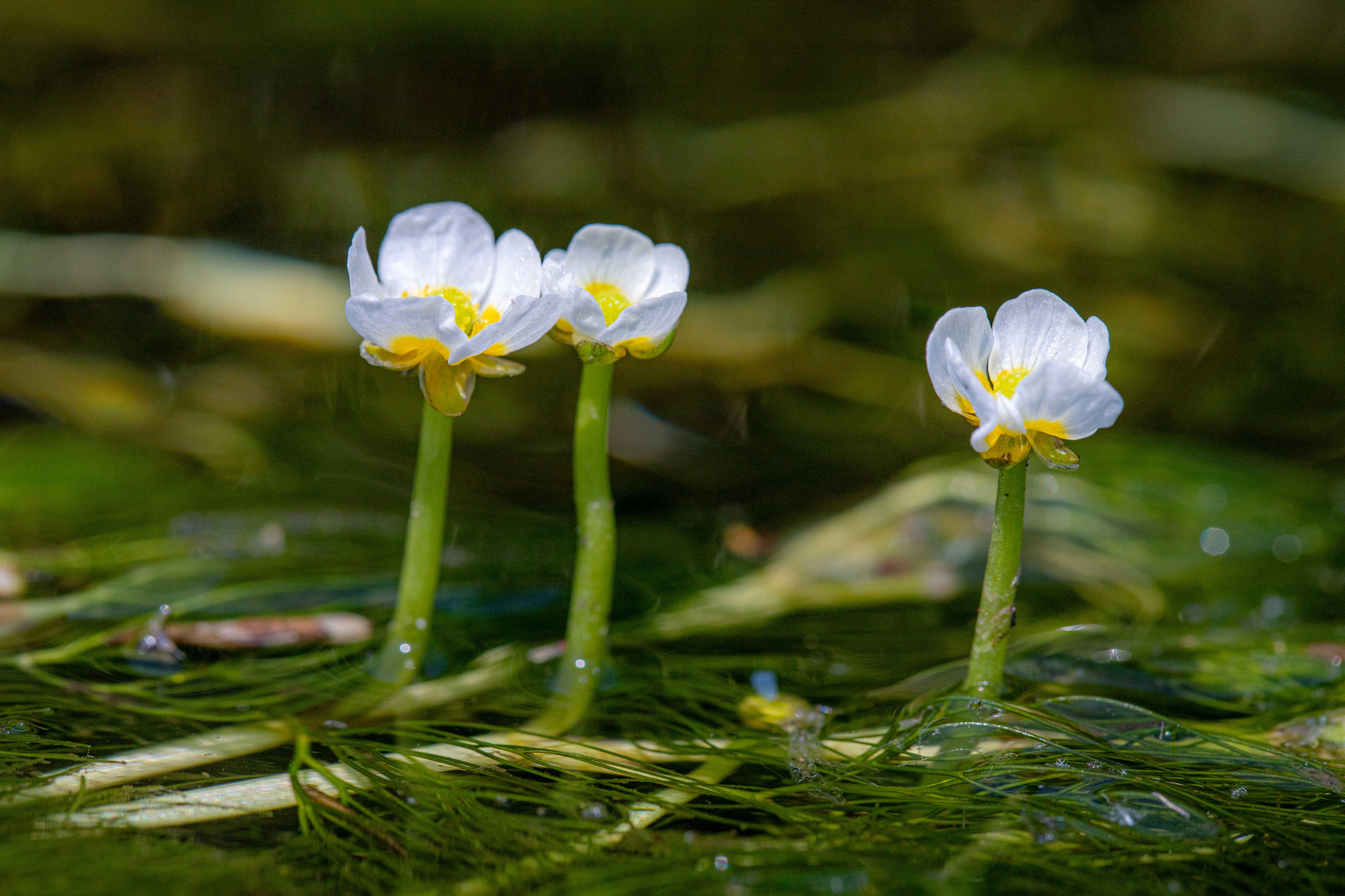 油彩/梅花藻のある川 油彩/梅花藻のある川 油彩/梅花藻のある川 地蔵川（梅花藻）