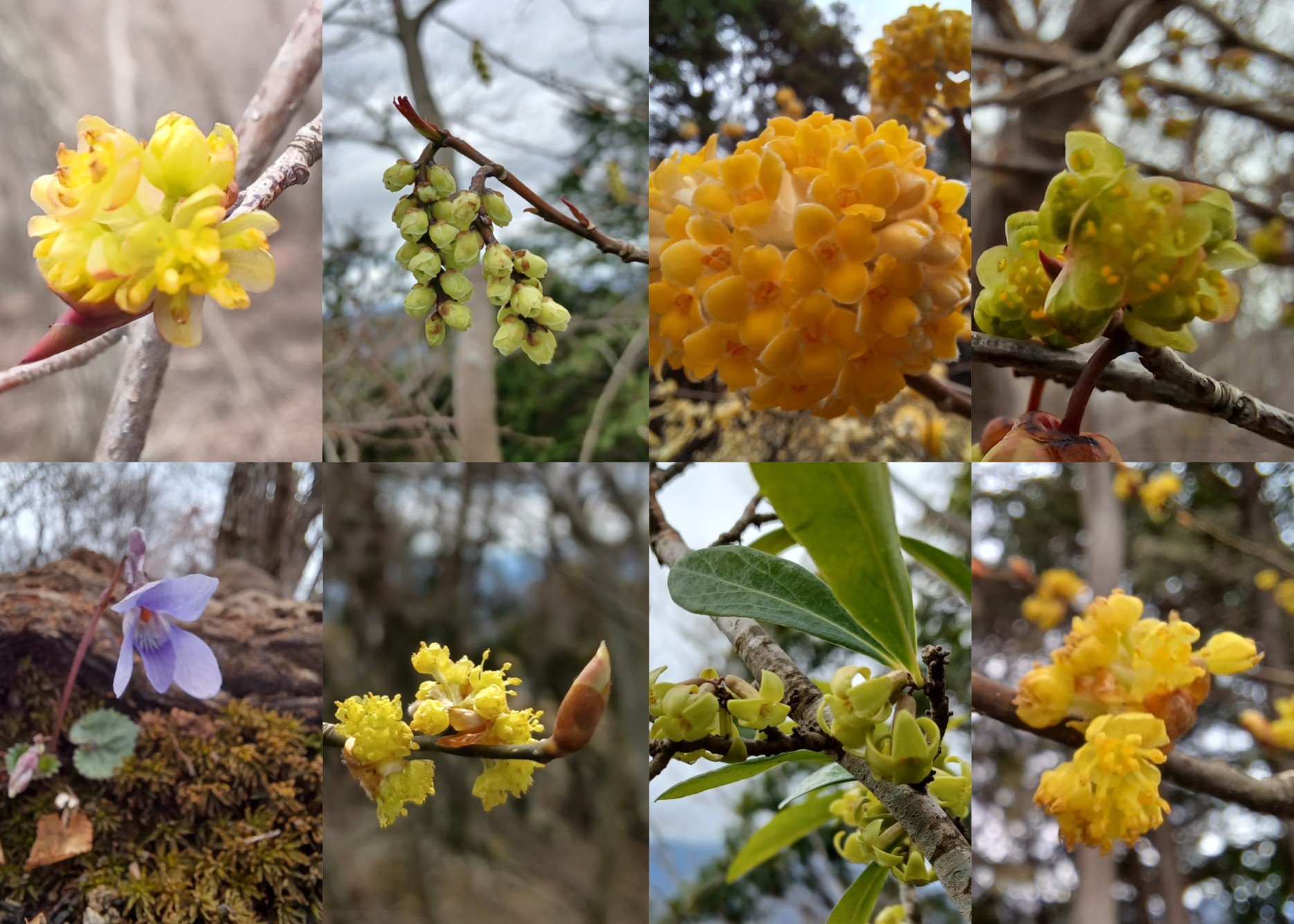 春の花を求めて荻野高取山 華厳山へ Baruさんの大山の活動データ Yamap ヤマップ