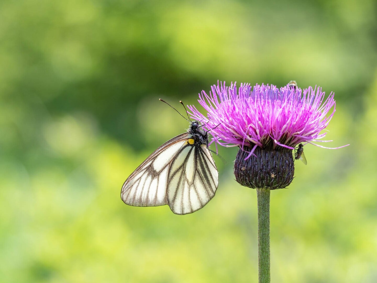 憧れの蝶を求めて湯ノ丸山へ よかさんの湯ノ丸山 角間山 鍋蓋山の活動日記 Yamap ヤマップ