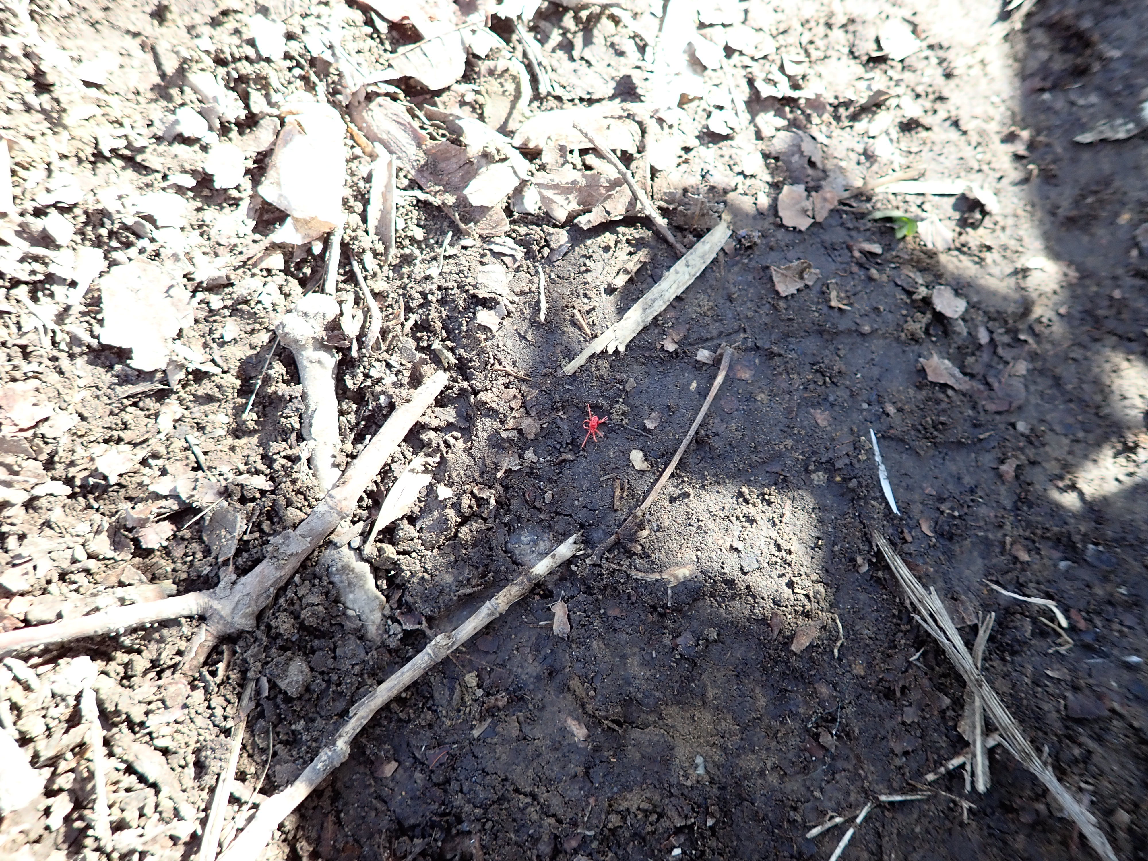 伊達紋別岳からの羊蹄山は最高だった Shinmoさんの伊達紋別岳の活動日記 Yamap ヤマップ