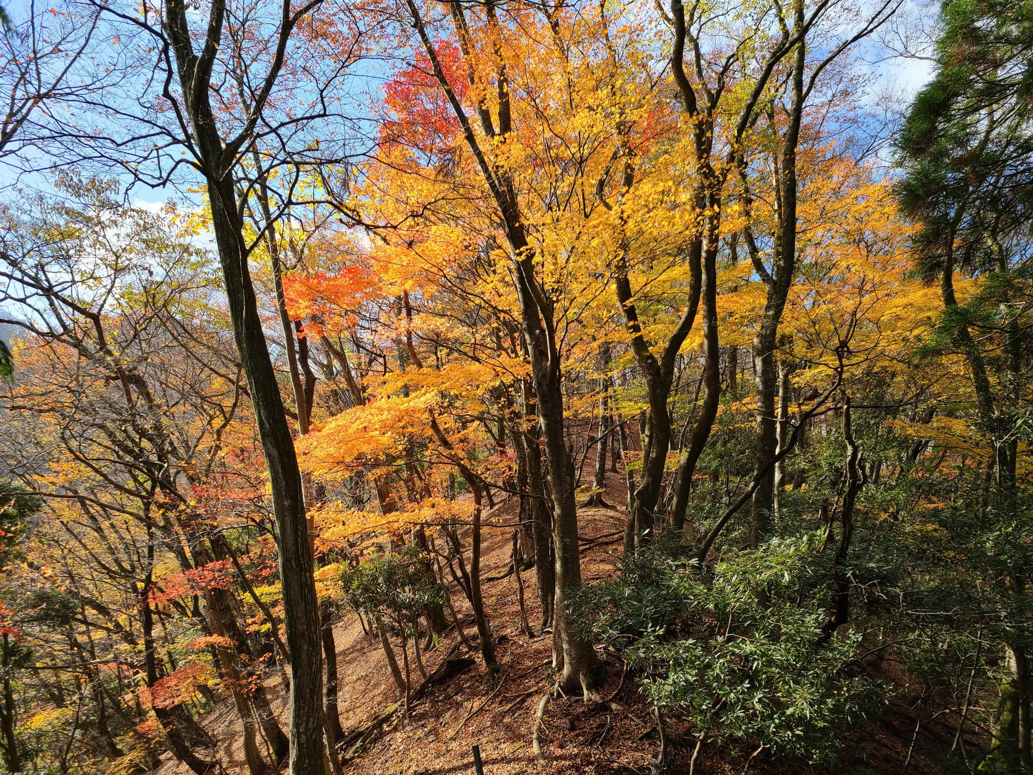 舞鶴市与保呂水源地→多門院→小倉城跡→与保呂芦ノ町池 / GoGotrailさんの三国岳・養老山の活動データ YAMAP / ヤマップ