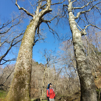 左門岳 ブナトチゲートです。