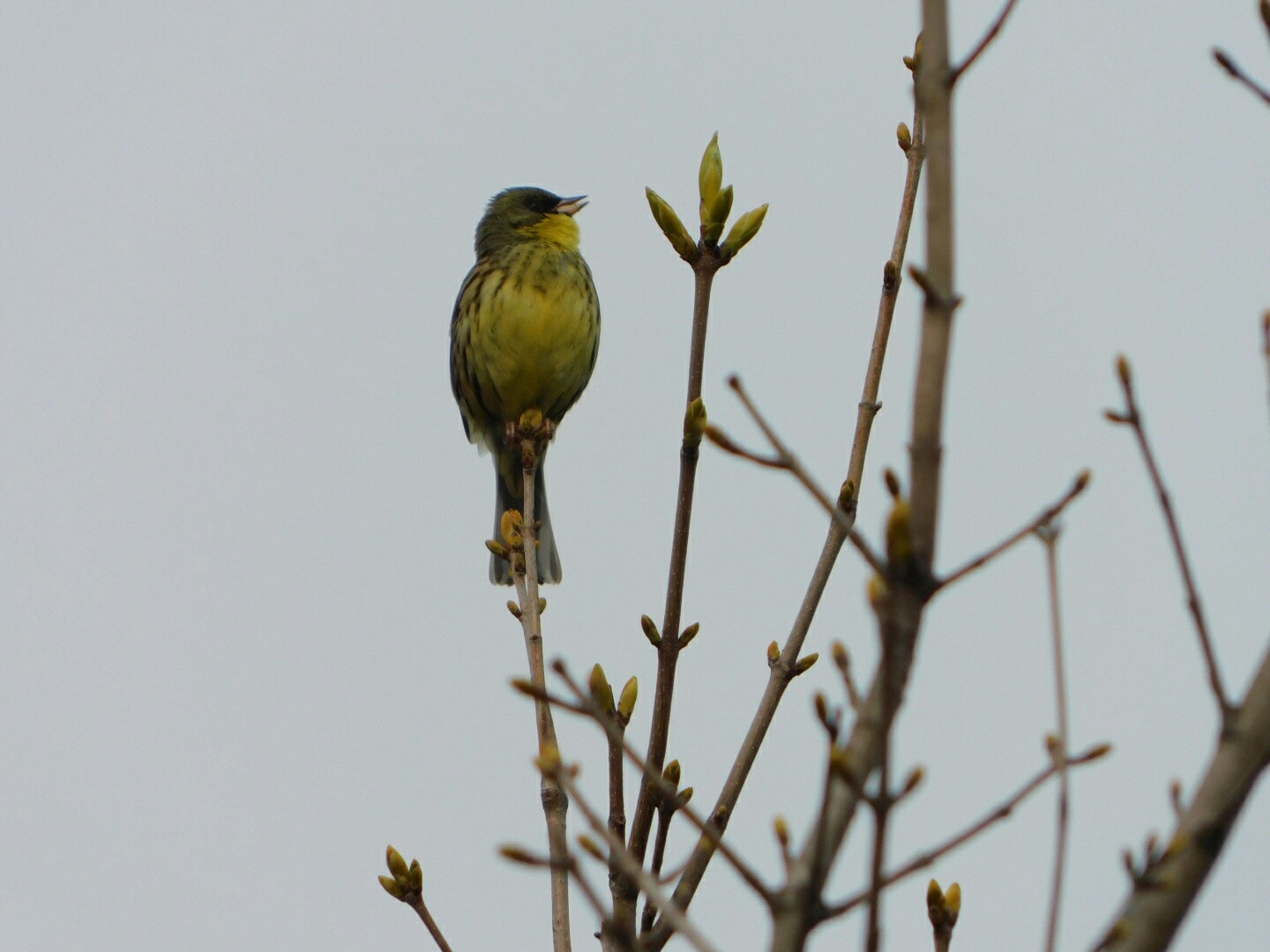 室蘭バードウォッチング 海苔さんの室蘭市の活動データ Yamap ヤマップ