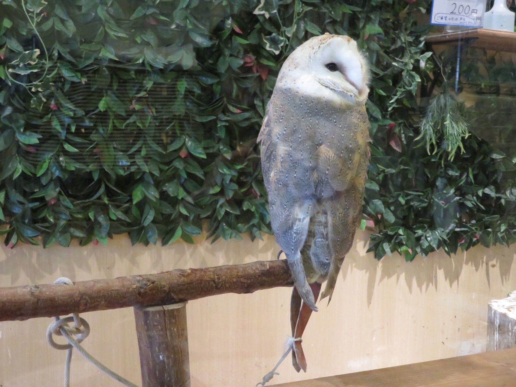 番外編 フクロウカフェ巡り Kazhiroさんの札幌市の活動日記 Yamap ヤマップ