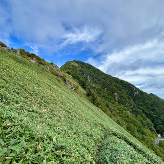 瓶ヶ森・伊予富士 笹原はきれいに刈られていて歩きやすかったです