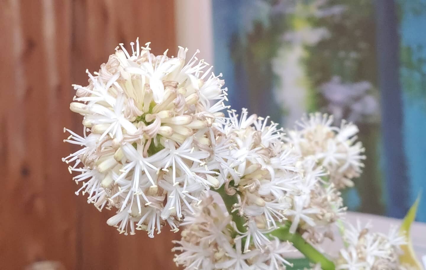 ドラセナ 幸福の木 の花観察 幸せのお Nomさんのモーメント Yamap ヤマップ