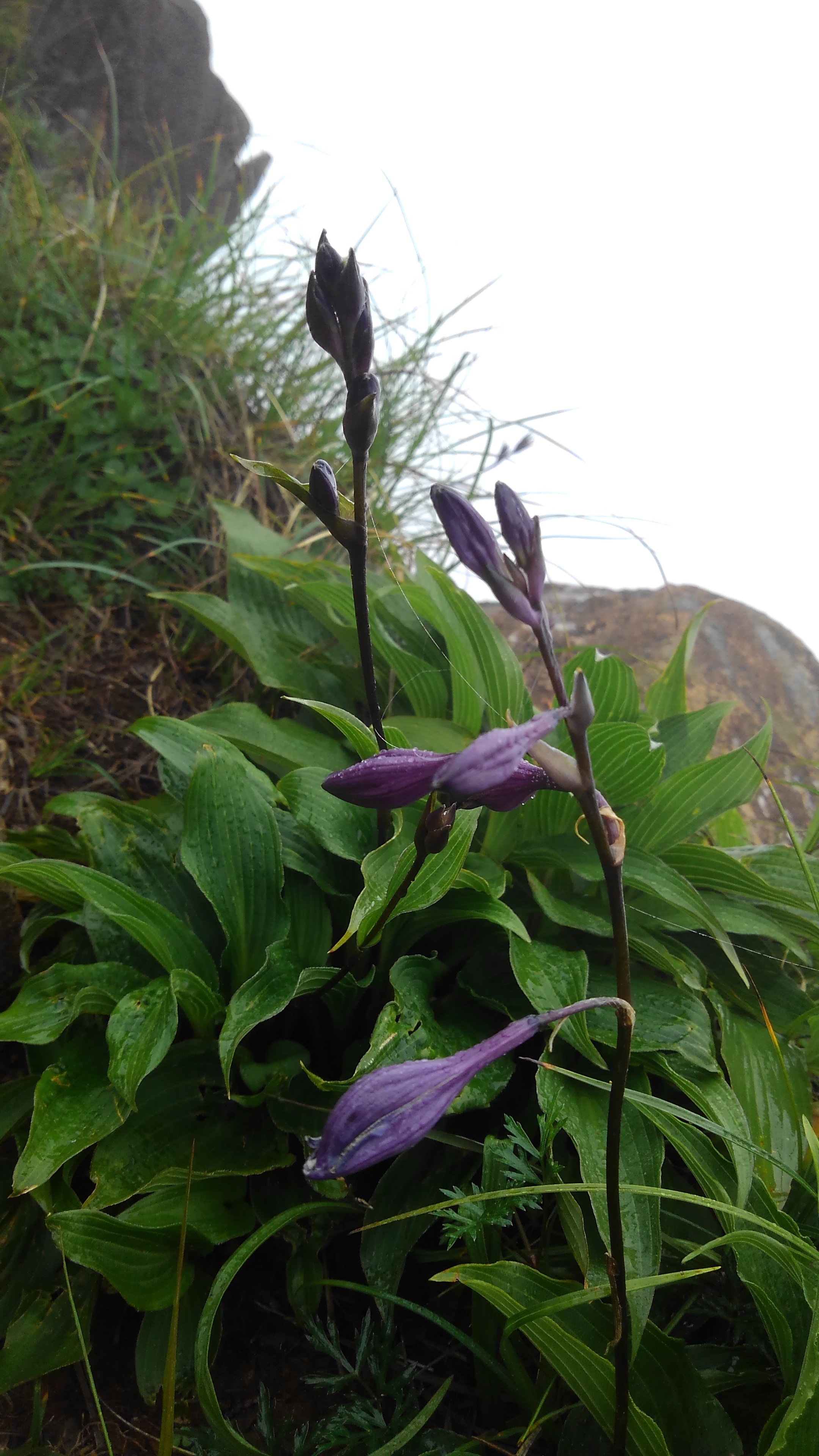 自転車を買ったので 縦走してみた 東赤石 西赤石 19 07 06 のーちゃんさんの東赤石山 西赤石山 物住頭の活動日記 Yamap ヤマップ