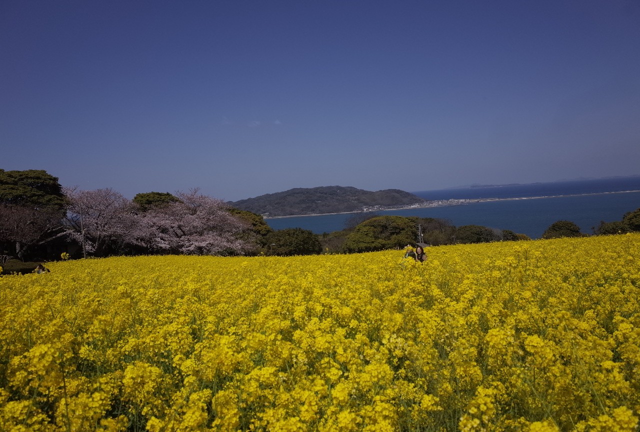 桜を目指して花見ウォーキング 能古島へ てつさんの 公式 福岡市 防災情報含む の活動データ Yamap ヤマップ
