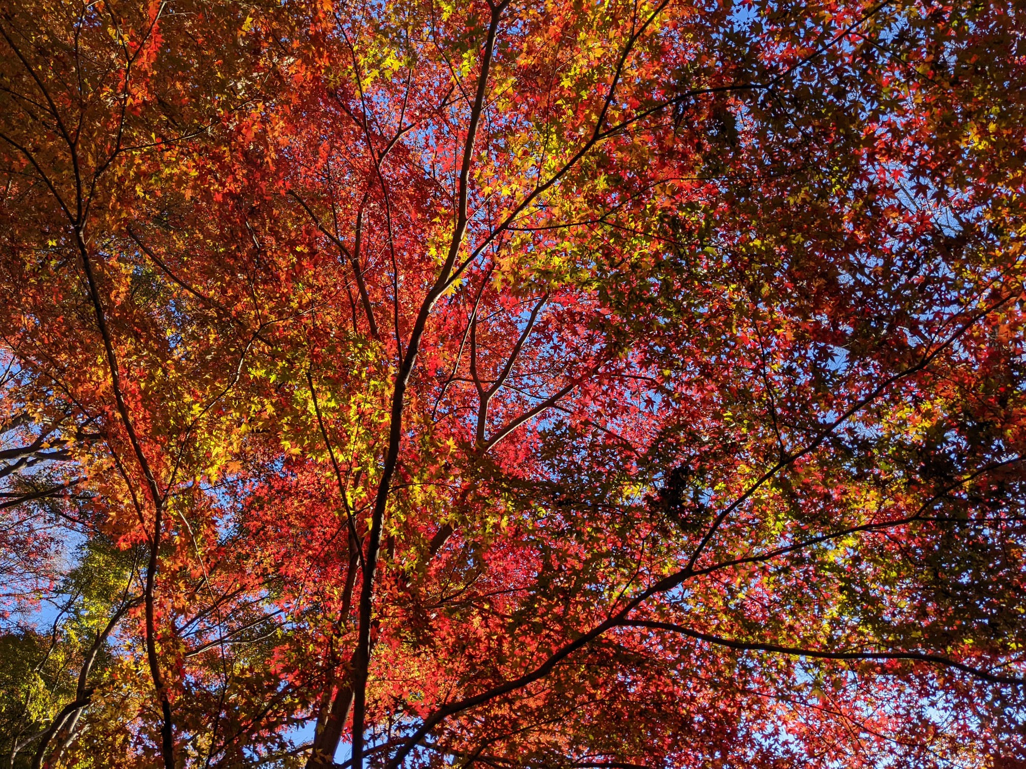 水沢もみじ谷 れもねーどさんの入道ヶ岳 鎌ヶ岳 仙ヶ岳の活動データ Yamap ヤマップ
