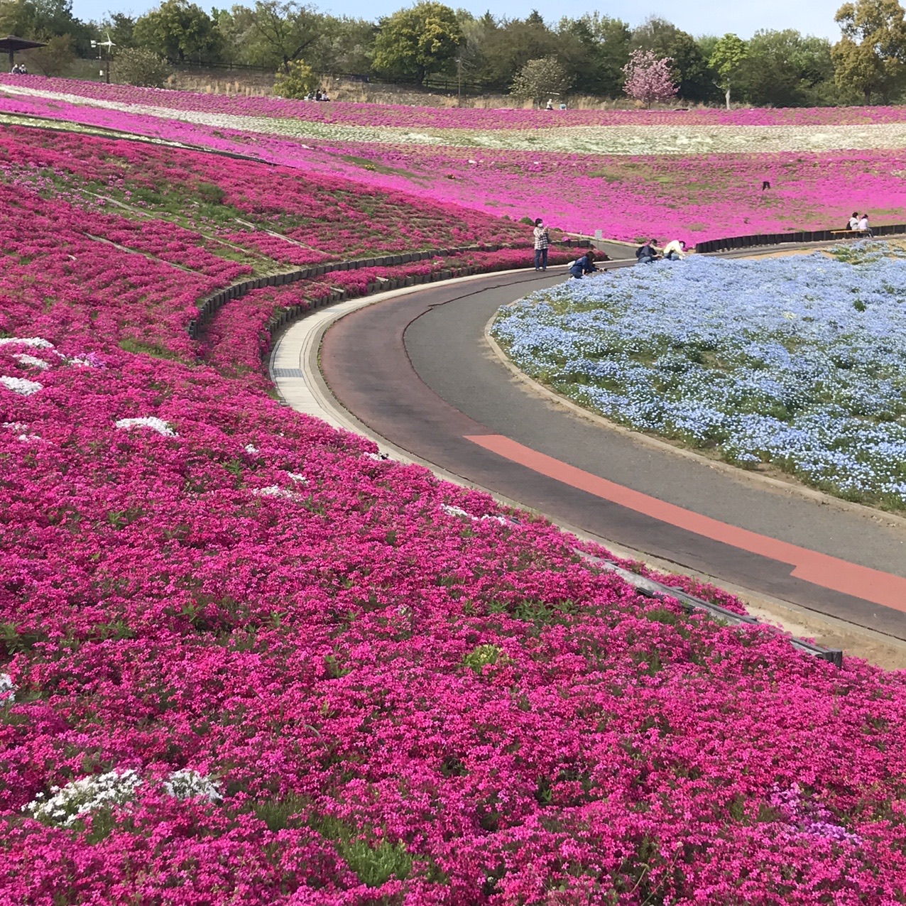八王子山公園の芝桜 モンタさんの金山 新田金山 八王子丘陵の活動データ Yamap ヤマップ