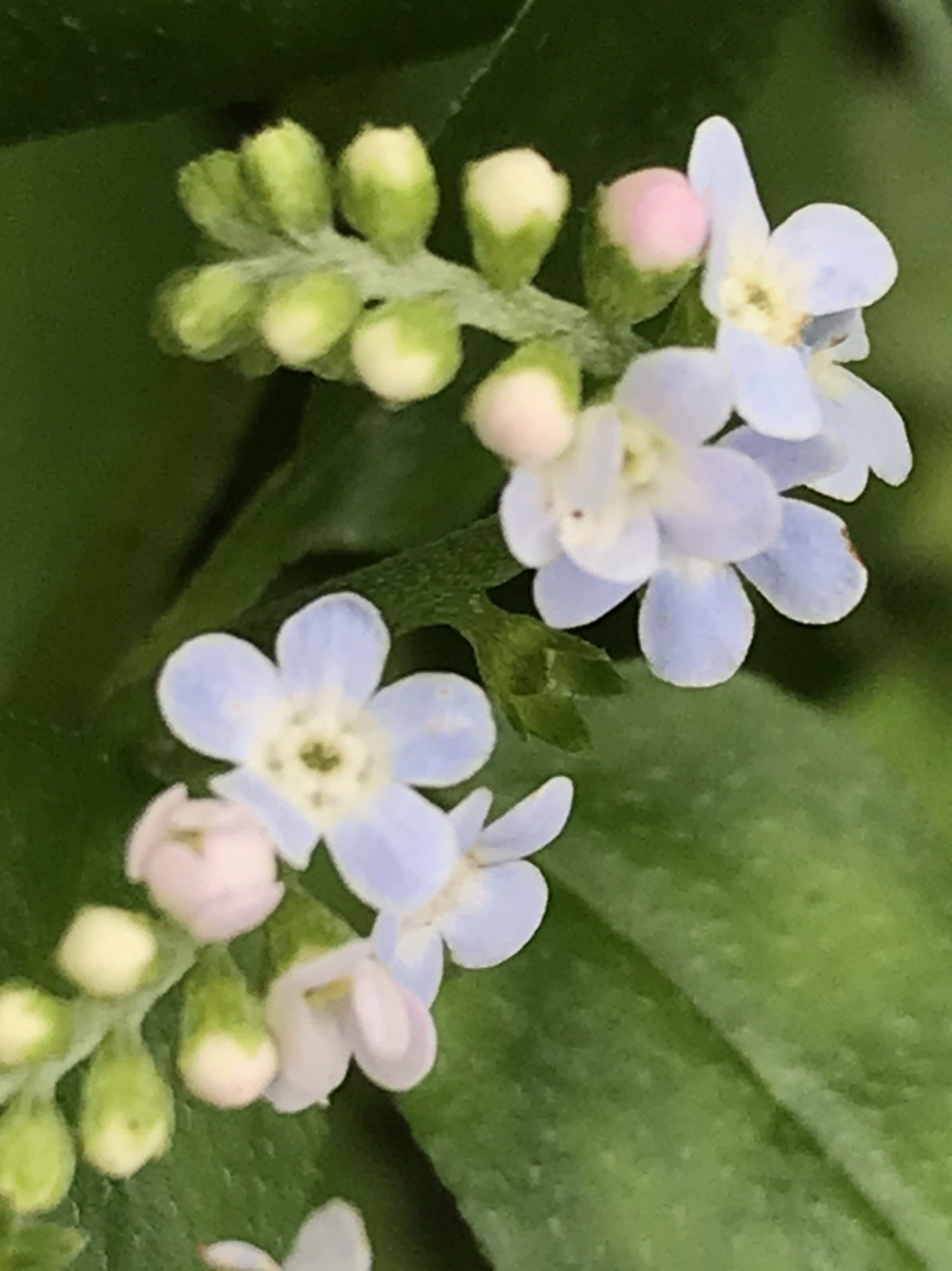 ミズタビラコ 水田平子 見っけ はっぴいえんどさんのモーメント Yamap ヤマップ