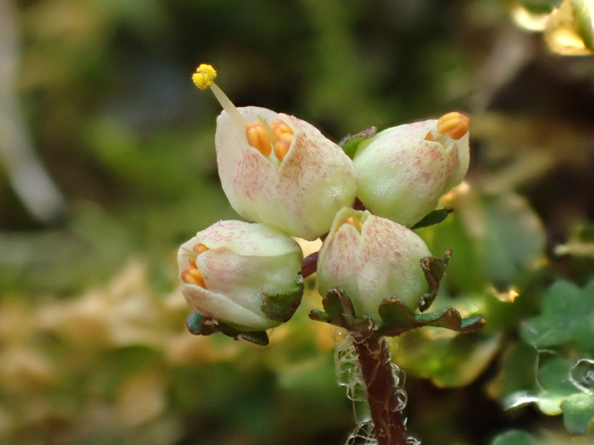 秘密にしておきたい花園 ジーコさんの春日山 名所山 滝戸山の活動日記 Yamap ヤマップ