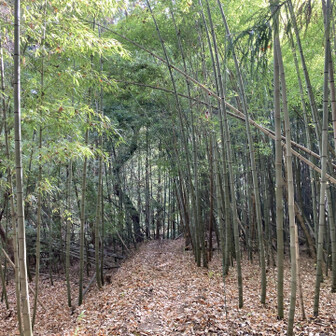 無事下山してきました(^-^)
登山口すぐの竹林の雰囲気が好き♪♪