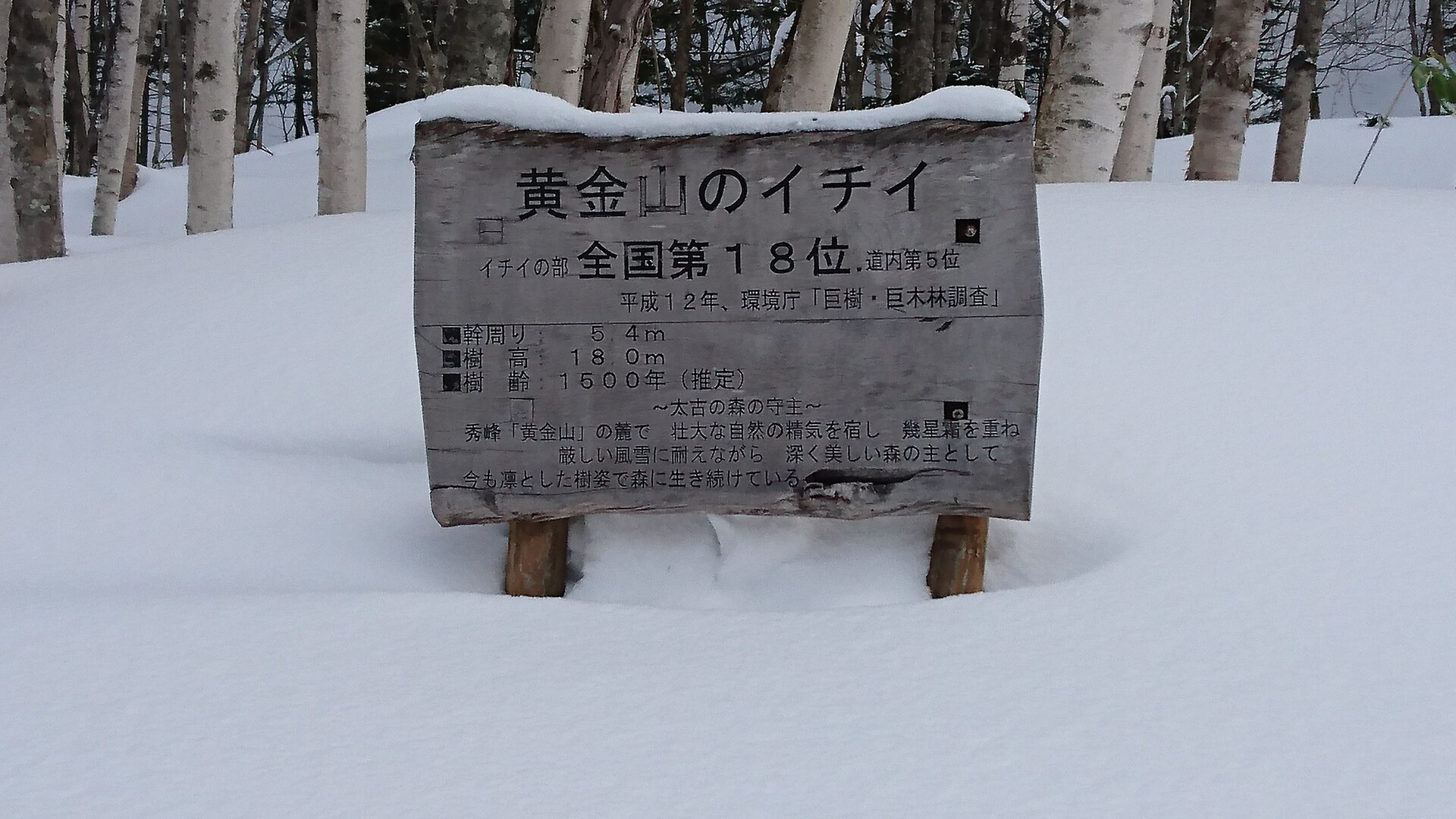 いちいの木の根 1000年物