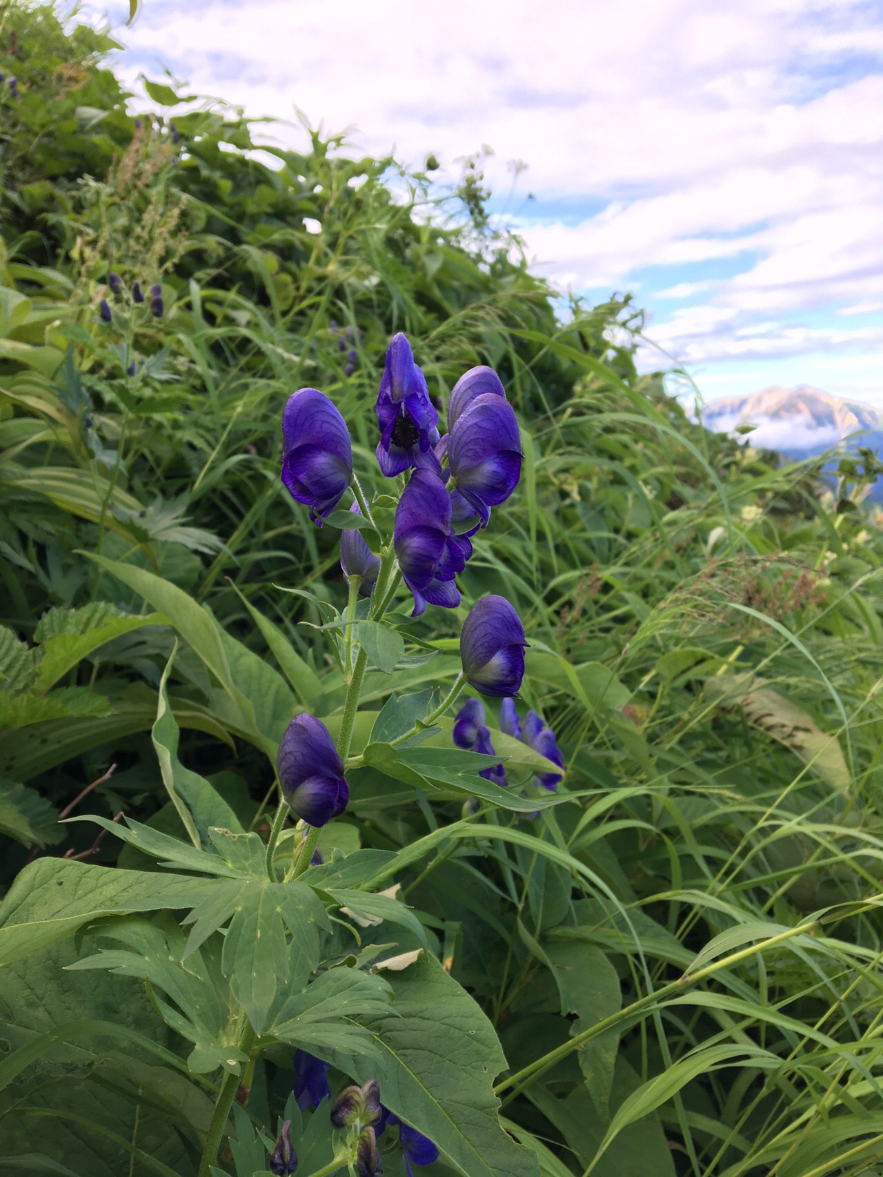 立山テント泊 雄山御来光 龍王岳 浄土山 19 08 14 まこさんの立山 雄山 浄土山の活動日記 Yamap ヤマップ