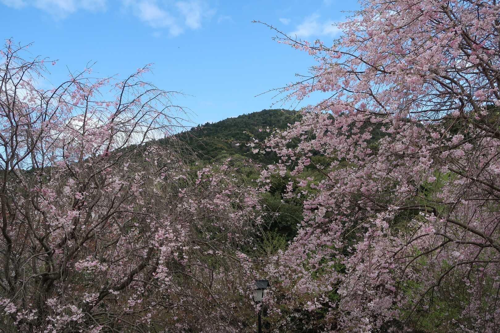 三輪山と御炊屋姫を追って / さくら花花さんの三輪山・巻向山 三輪山と御炊屋姫を追って / さくら花花さんの三輪山・巻向山