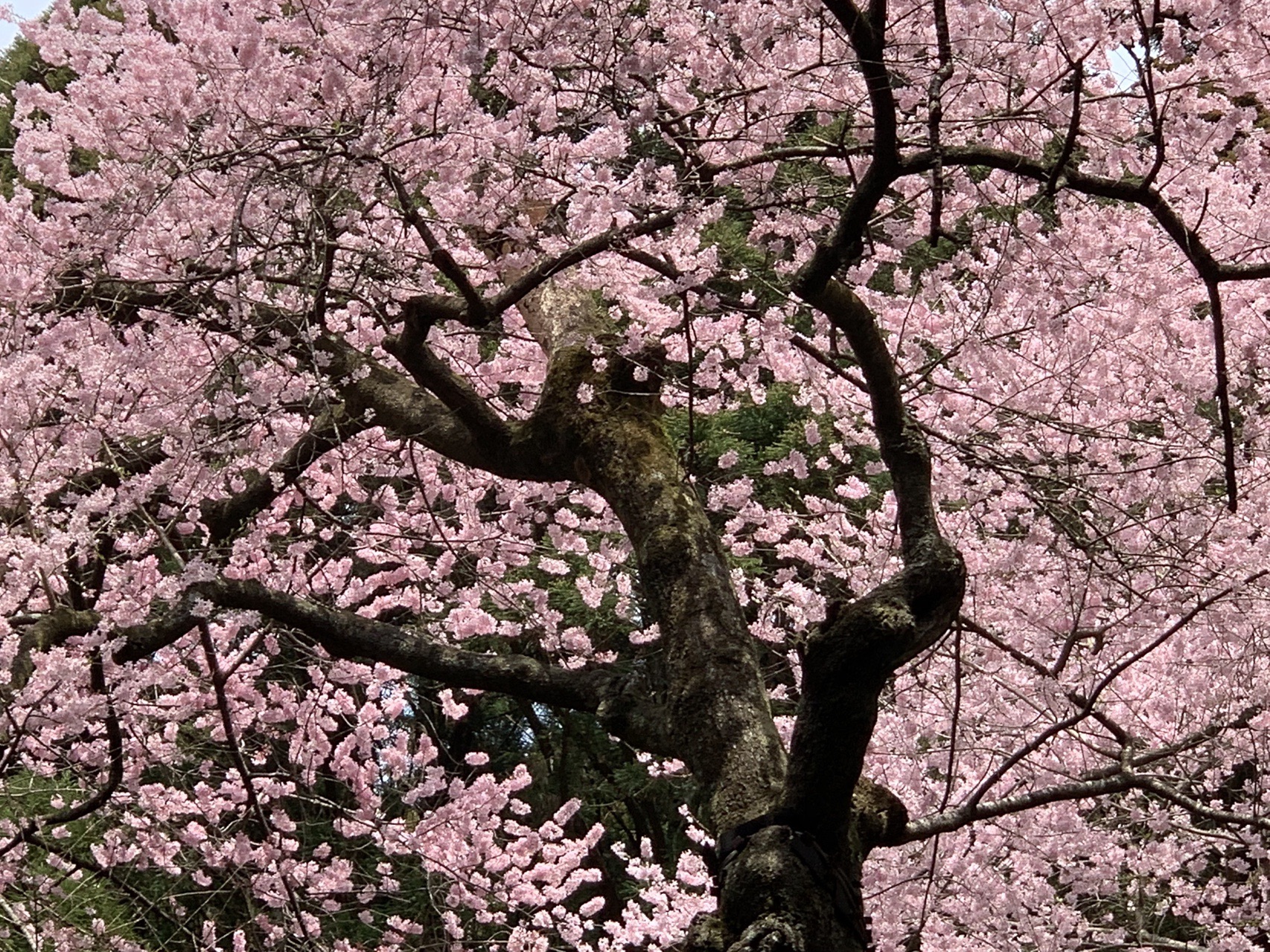 福智山 虎尾桜 19 03 30 Tocotocoさんの福智山 尺岳 雲取山の活動日記 Yamap ヤマップ