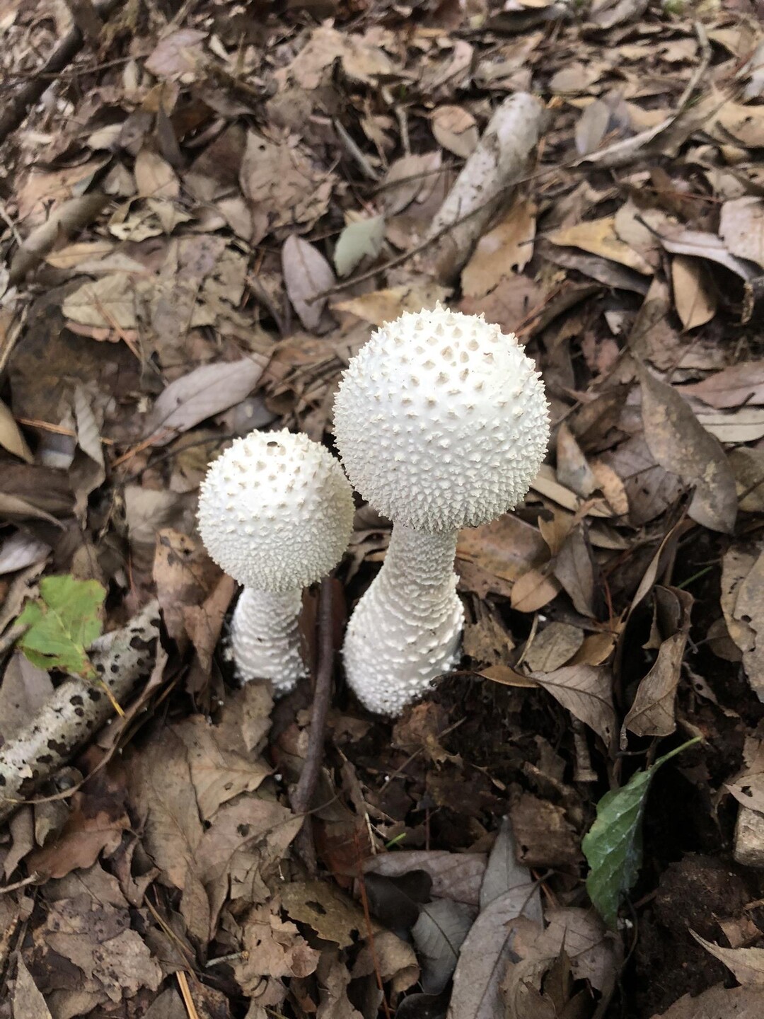 キノコの山？　本宮山