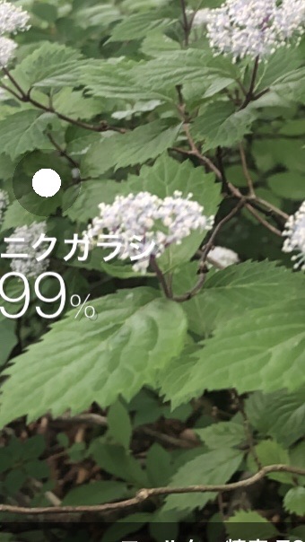 山百ハント 道志サーキット 鳥ノ胸 菜畑 今倉 めっちょさんの大室山 丹沢 畦ヶ丸山 菰釣山の活動日記 Yamap ヤマップ