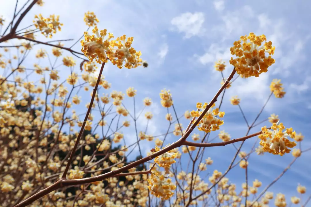 屋敷山ミツマタ群生地 まだつぼみもあり ねこ花さんのモーメント Yamap ヤマップ