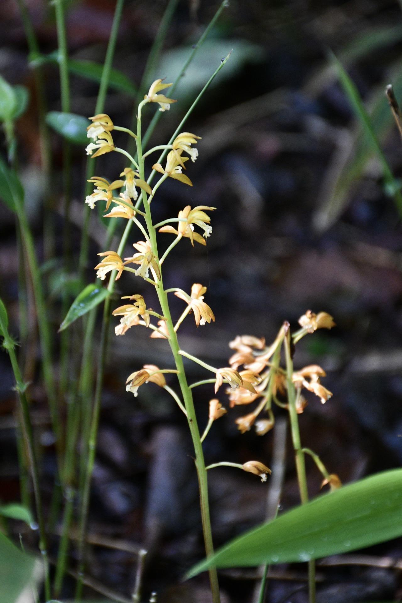 金剛山128 念仏坂〜千早本道 / 水彩時々ペン 主宰さんの金剛山