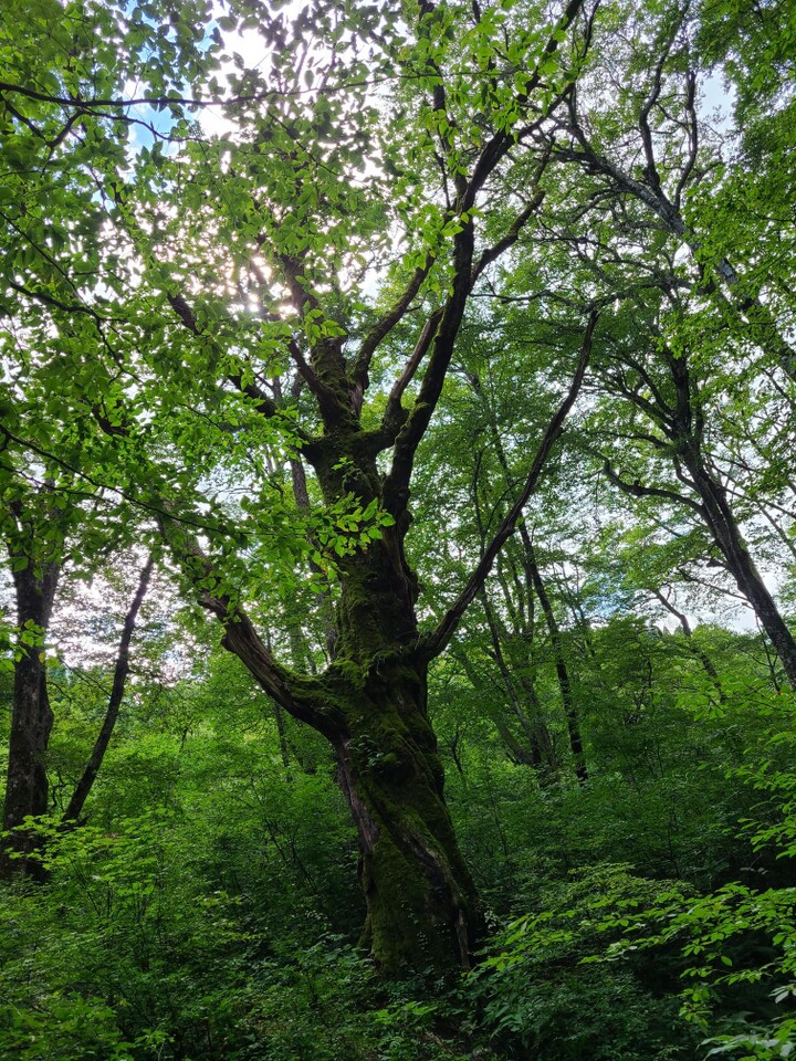 夏は庄司ヶ滝 滝シリーズPart 2 / 大山・甲ヶ山・野田ヶ山の写真6枚目 / ナラ枯れ巨木 | YAMAP / ヤマップ