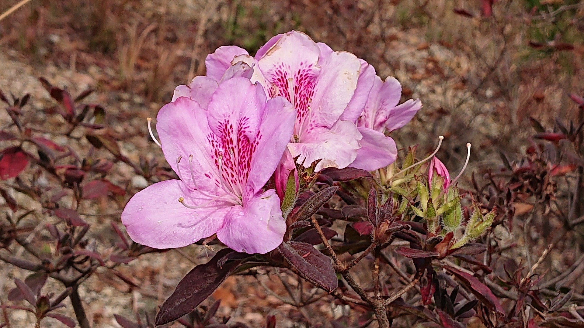 団地裏山ハイクの尾崎権現山 三峰山 花 撮り爺さんさんの岐阜市の活動データ Yamap ヤマップ