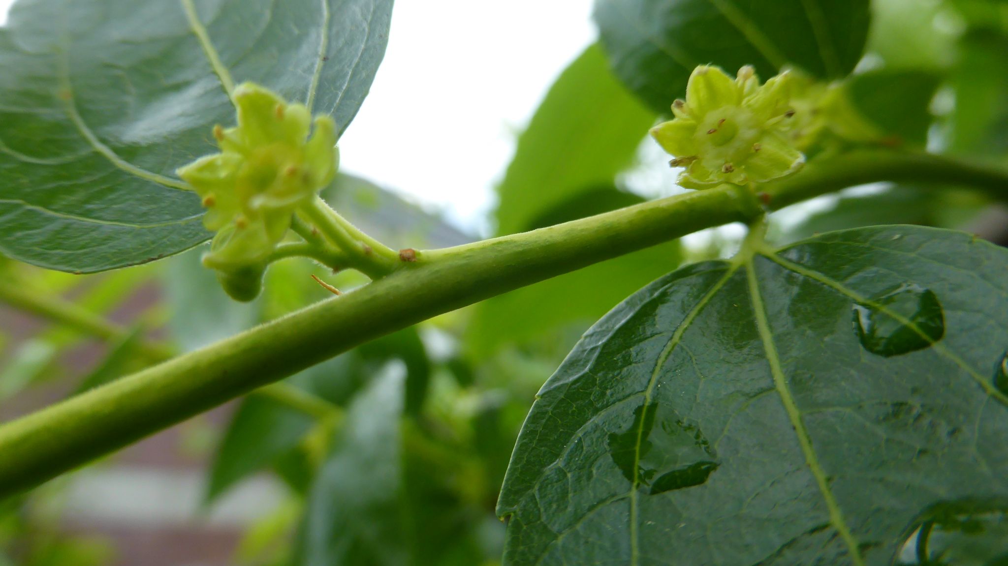 やっと開園 東京都薬用植物園 れおまるさんのウォーキングの活動日記 Yamap ヤマップ