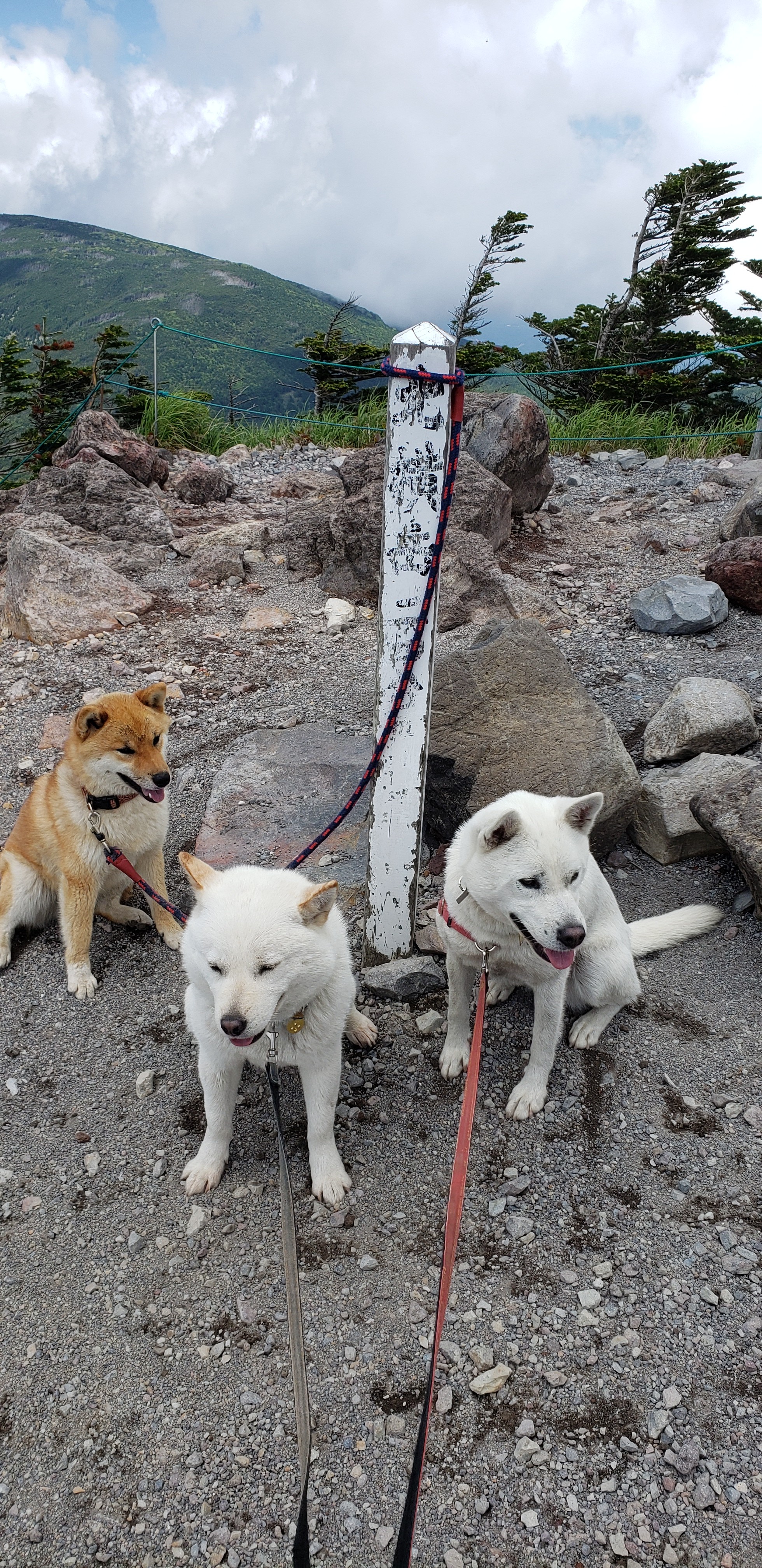 6 29 北横岳 日本犬3犬種で山歩 Sakunaraさんの蓼科山 横岳 縞枯山の活動データ Yamap ヤマップ