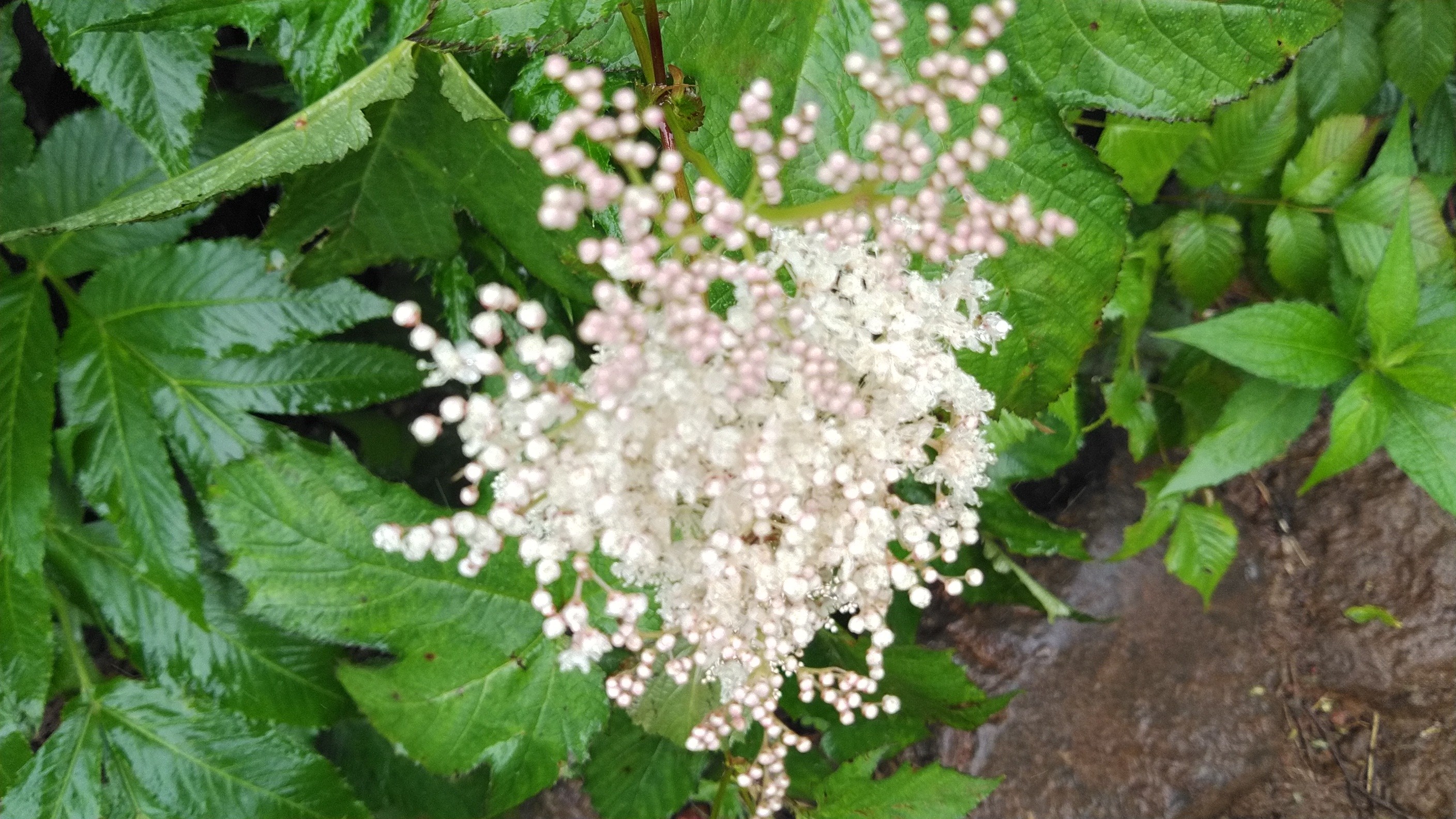スナフキン ムーミン谷へ帰る Go To 秋田 スナフキンさんの秋田駒ヶ岳 男女岳 貝吹岳の活動日記 Yamap ヤマップ