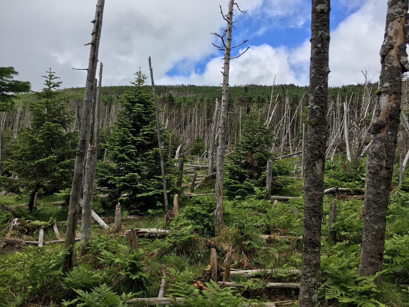 ロープウェイ 縞枯山 茶臼山 せのさんの蓼科山 横岳 縞枯山の活動日記 Yamap ヤマップ