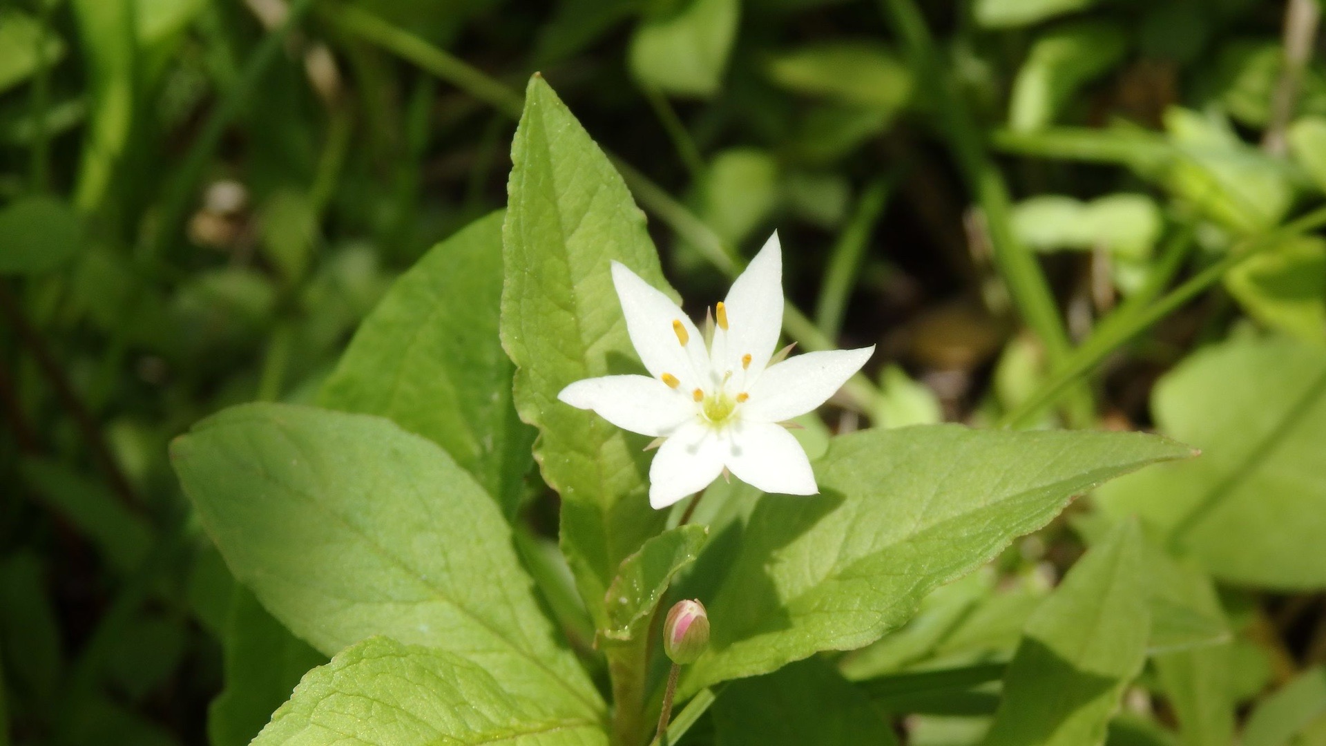 上高地ハイキング 22 06 04 Eijiさんの槍ヶ岳 穂高岳 上高地の活動データ Yamap ヤマップ