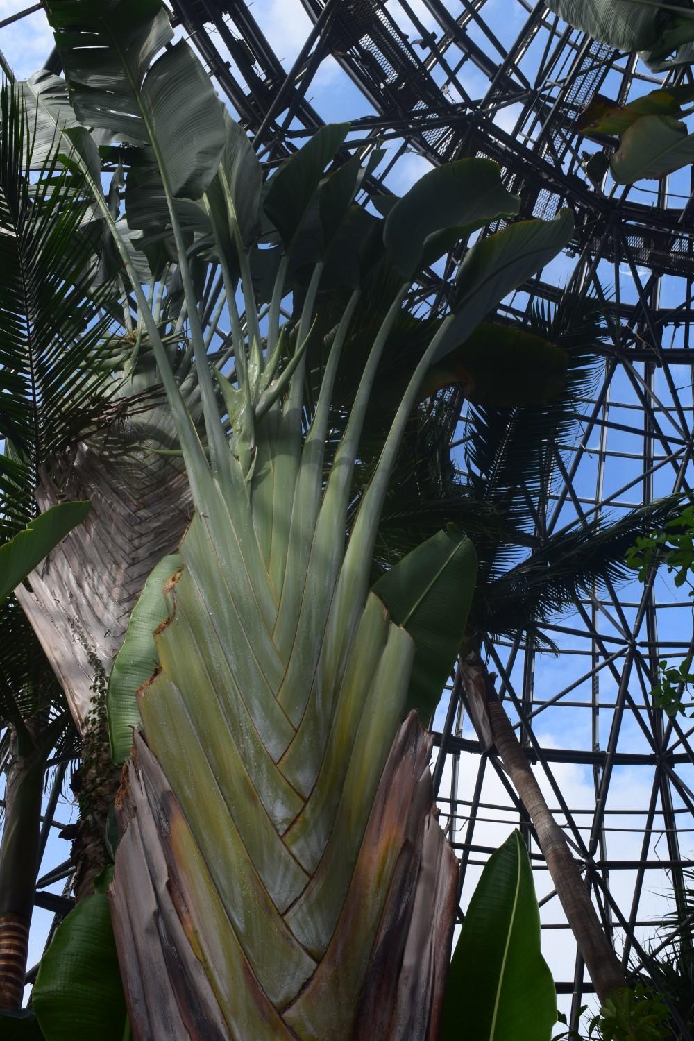 東京都 夢の島熱帯植物館おさんぽ🚶⑳  / hiroさんの