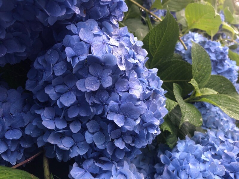 雨の 谷性寺 亀岡ききょうの里 光秀所縁の寺に桔梗の花 花言葉は清楚 誠実 永遠の愛 Uriuri4211さんの愛宕山 三頭山 朝日峯の活動日記 Yamap ヤマップ
