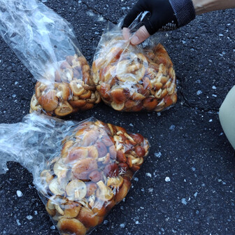 左門岳 今日の成果。
家で測ったら1.6㎏ありました。これだけあると、帰ってからが大変です。きれいにゴミを落として、3日分を冷蔵保存し、残りを10袋に小分けして冷凍しました。休憩を含めて、3時間ぐらいナメコさわってました(^_^;)。