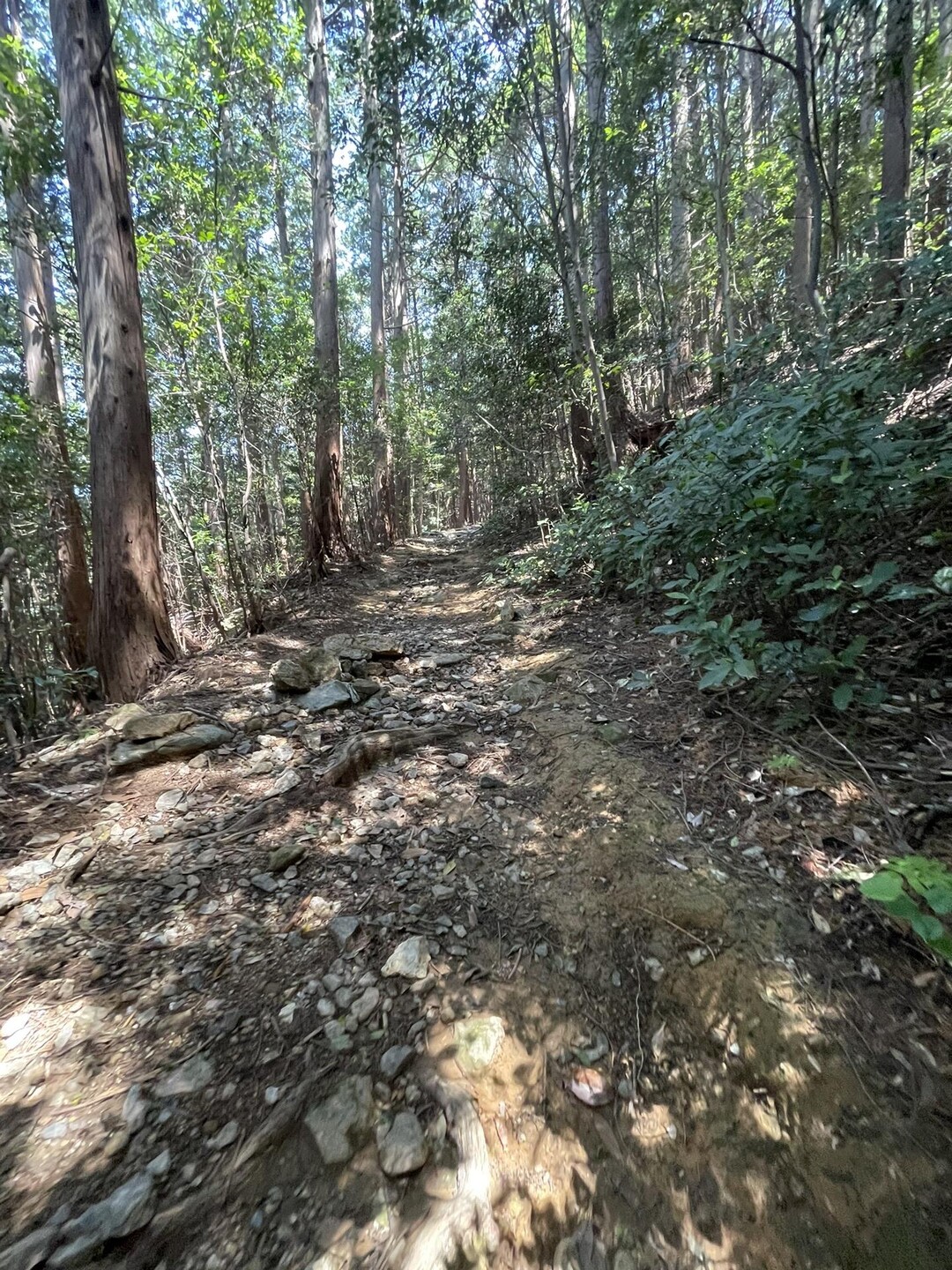 多米峠から大知波峠廃寺跡往復 / 坊ヶ峰・石巻山・神石山・葦毛湿原の写真1枚目 YAMAP / ヤマップ