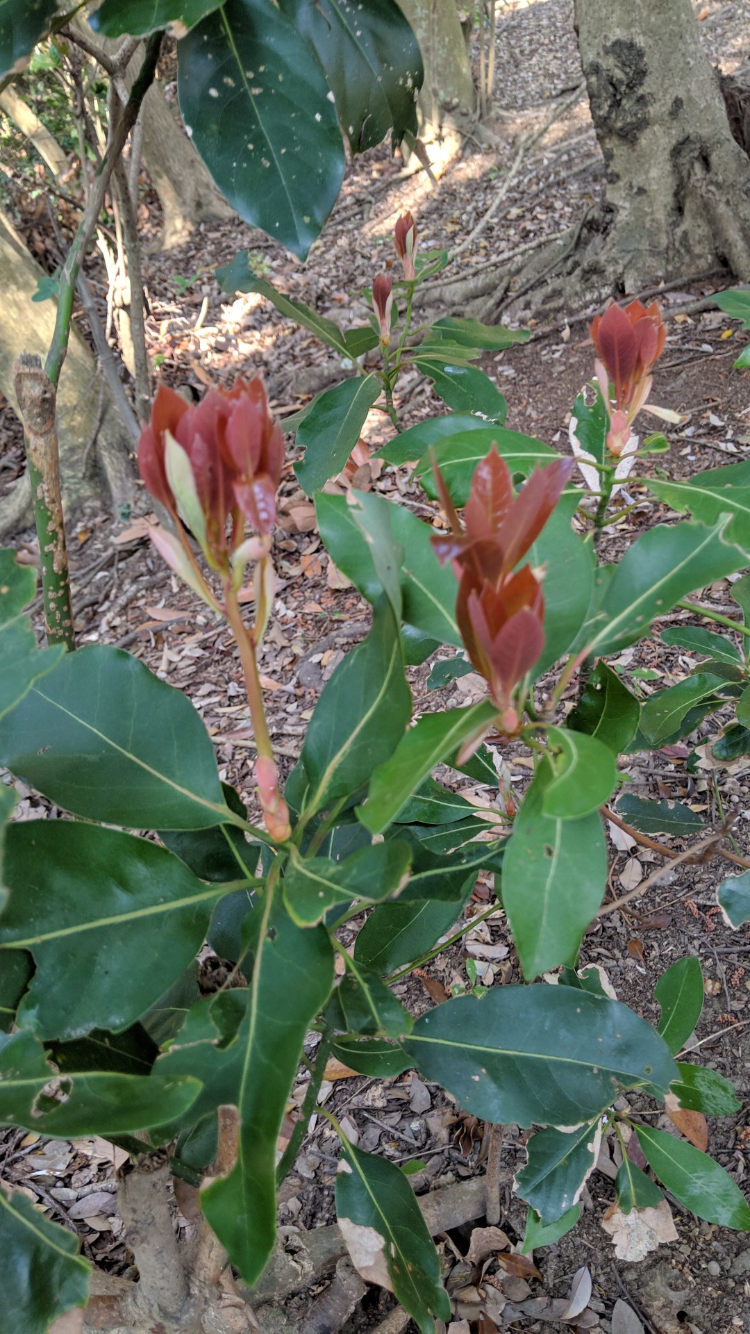 彦山の山頂に ゆめ65さんの糸島三都110キロウォークの活動日記 Yamap ヤマップ