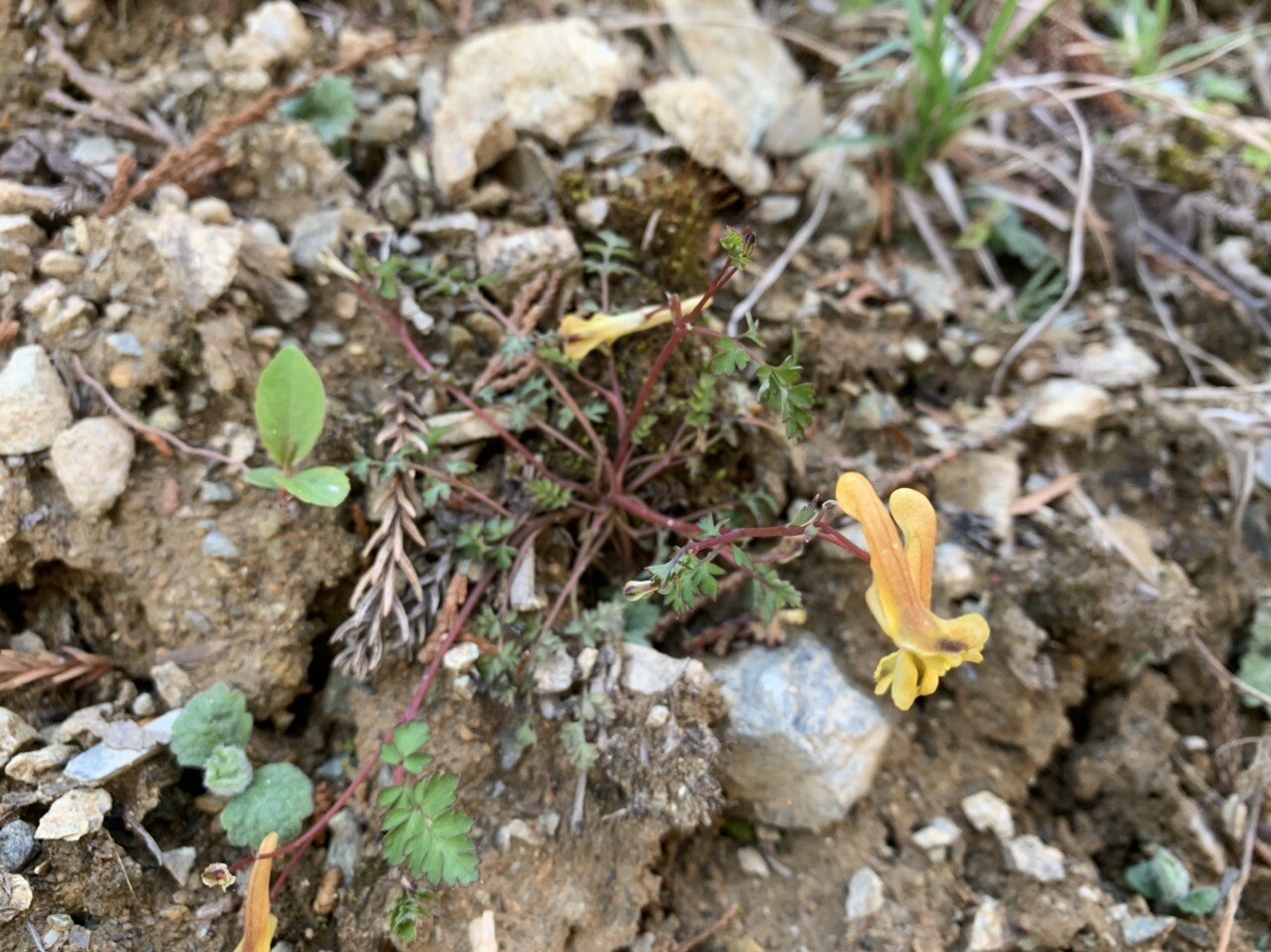 はじめまして国見山 Sikiさんの国見山の活動日記 Yamap ヤマップ