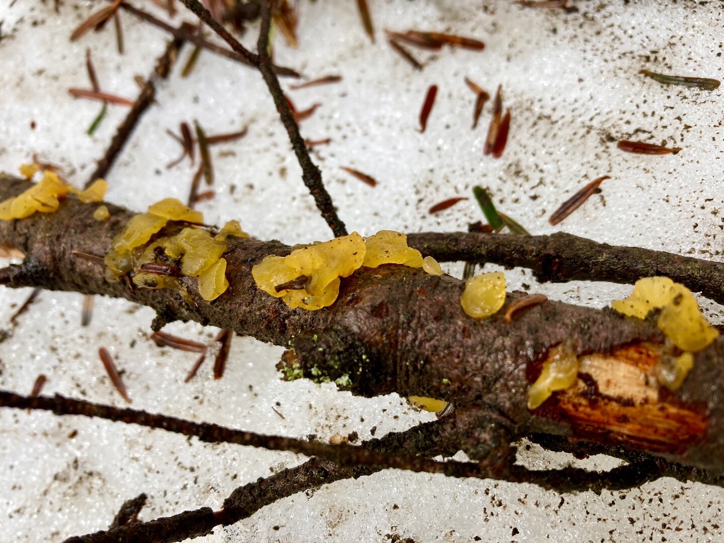コメツガの枝についたハナビラダクリオキン... / ULCさんのモーメント YAMAP / ヤマップ