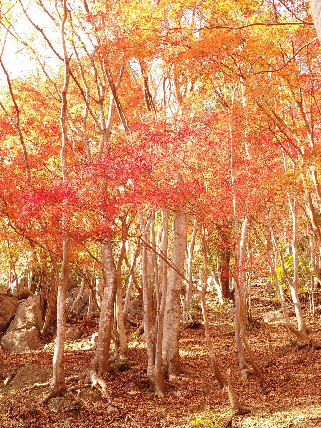 女浅間山・阿曽浅間山・網掛山•もみじ谷 / タケちゃんさんの網掛山の活動データ YAMAP / ヤマップ