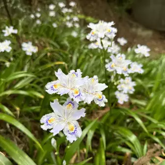 與瀬神社の境内、シャガがたくさん咲いています
